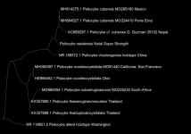 Natalensis+gene+sequencing.png