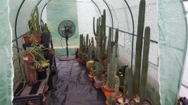 cactusgreenkidsintent112021.jpg