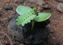 acacia+germination+(kenya).jpg