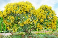 Acacia-dealbata_mimosa-.jpg