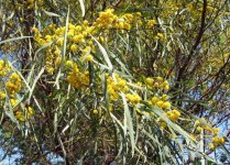 acacia-retinodes-fleur-.jpg
