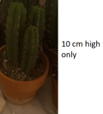 Cactus.png