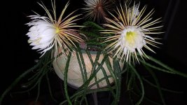 cactus2023juneselenicereusnightflower.jpg