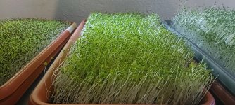 microgreens.jpg