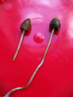 P+semilanceata.jpg