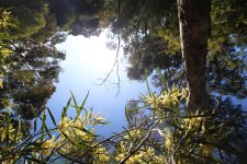 upside+down+longifolia+(1).jpg