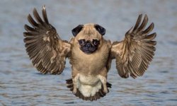 pughawk.jpg