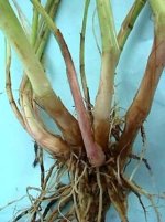 phalaris-aquatica-rhizomewidth-400.jpg