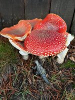 Amanita+Cluster.jpg