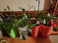 Chacruna stem cuttings.jpg