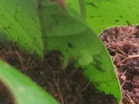 Nexus leaf cutting sprout.jpg