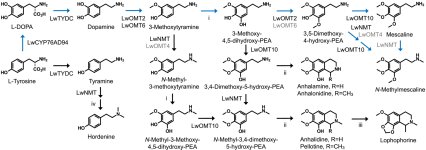 tpj16447-fig-0005-m.jpg