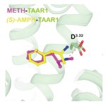 TAAR1-propylamines-binding image.jpg