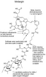 melangin annotated.jpg