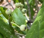 Screenshot 2024-03-11 at 5.16.13 pm.png