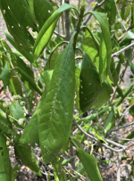 Screenshot 2024-03-11 at 5.16.33 pm.png