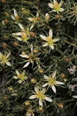 Peganum.jpg