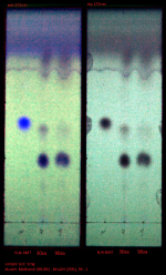 2024.05.01_pp - nexus.png