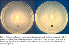 Abb-1-Direkte-Wirkung-von-Kaliumphosphit-auf-Pythium.png Abb-1-Direkte-Wirkung-von-Kaliumphosphit-auf-Pythium.png