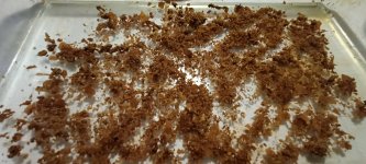 RedSpice01.jpg RedSpice01.jpg