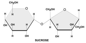 image-5-sucrose-185326129.jpg