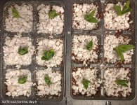 mes4-coir-perlite-day0.jpg