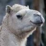 dromedary