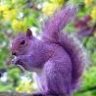 ThePurpleSquirrel