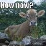 Brown Cow