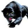Panther