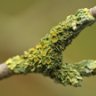 Lichen