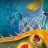 Phage