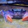 Eddymudcrab