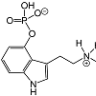 PanaeolusSequence