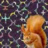 the red squirrel