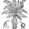petmandrake
