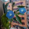 Antelo