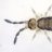 collembola