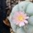 TexasTrichocereus