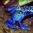 ElectricBlueToad