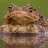 Toad