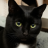 mistery_cat