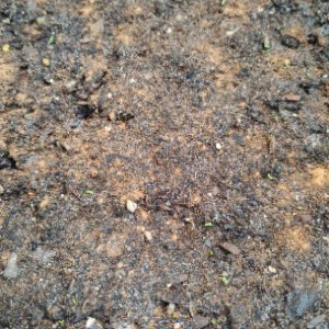 Bolivian crillo black (N. Tabacum)