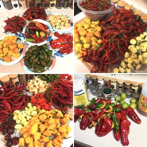 Pepper Grow Photos 2025