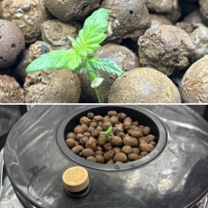 DWC Hyrdroponic Indoor Auto Seed (Canna Cheese 1:1 CBD) Grow Log