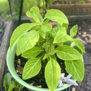 Salvia divinorum 02 (2024-06-02)