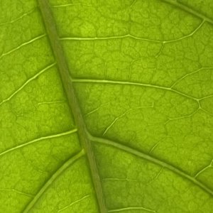 Banisteriopsis Caapi Leaf