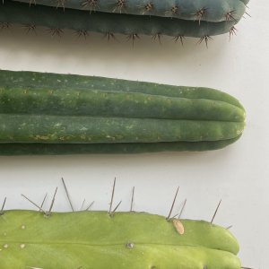 Three Different Trichocereus Cacti