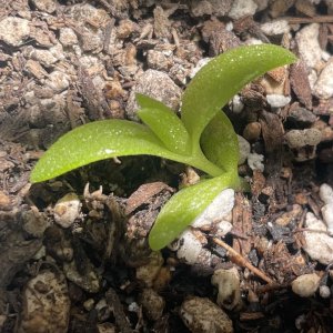 Mesembryanthemum Tortuosum Seedling