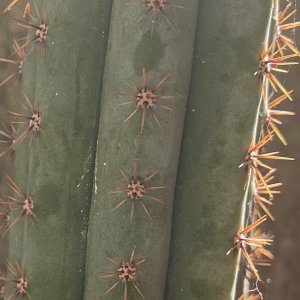 Trichocereus Peruvianus (Icaros DNA)